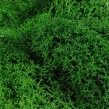 GREEN MOSS