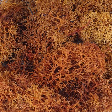 24040-musgo-marron-muestra